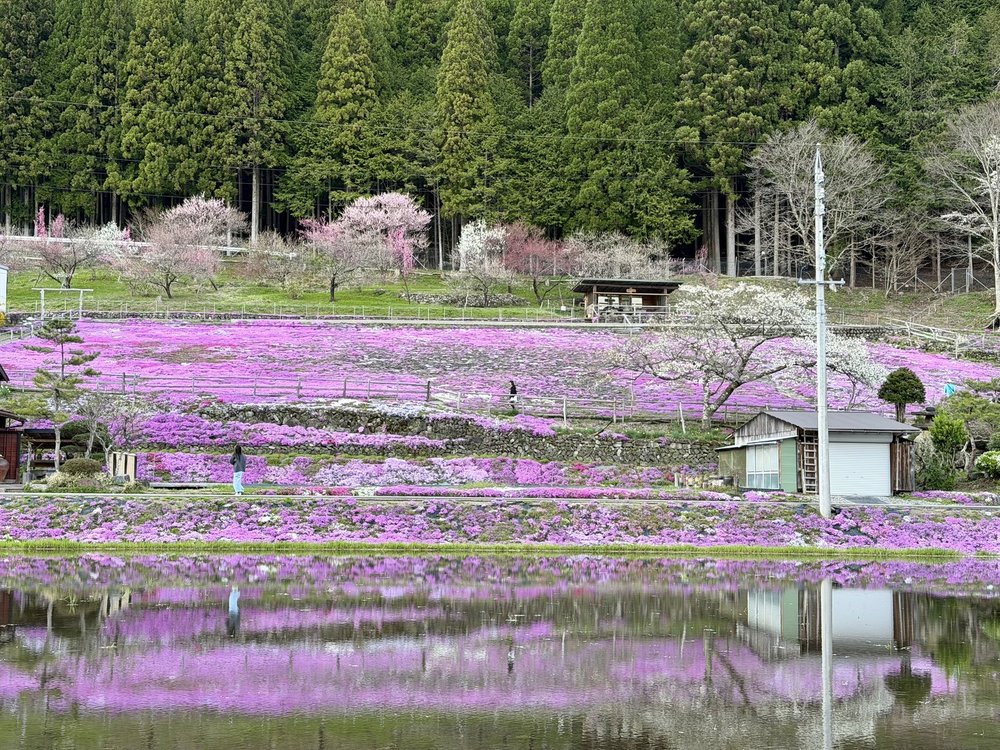國田家の芝桜と田んぼの水鏡