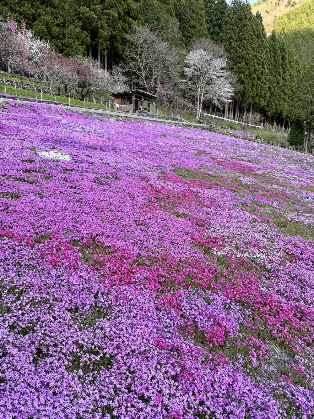 國田家の芝桜の斜面に広がるピンクの絶景