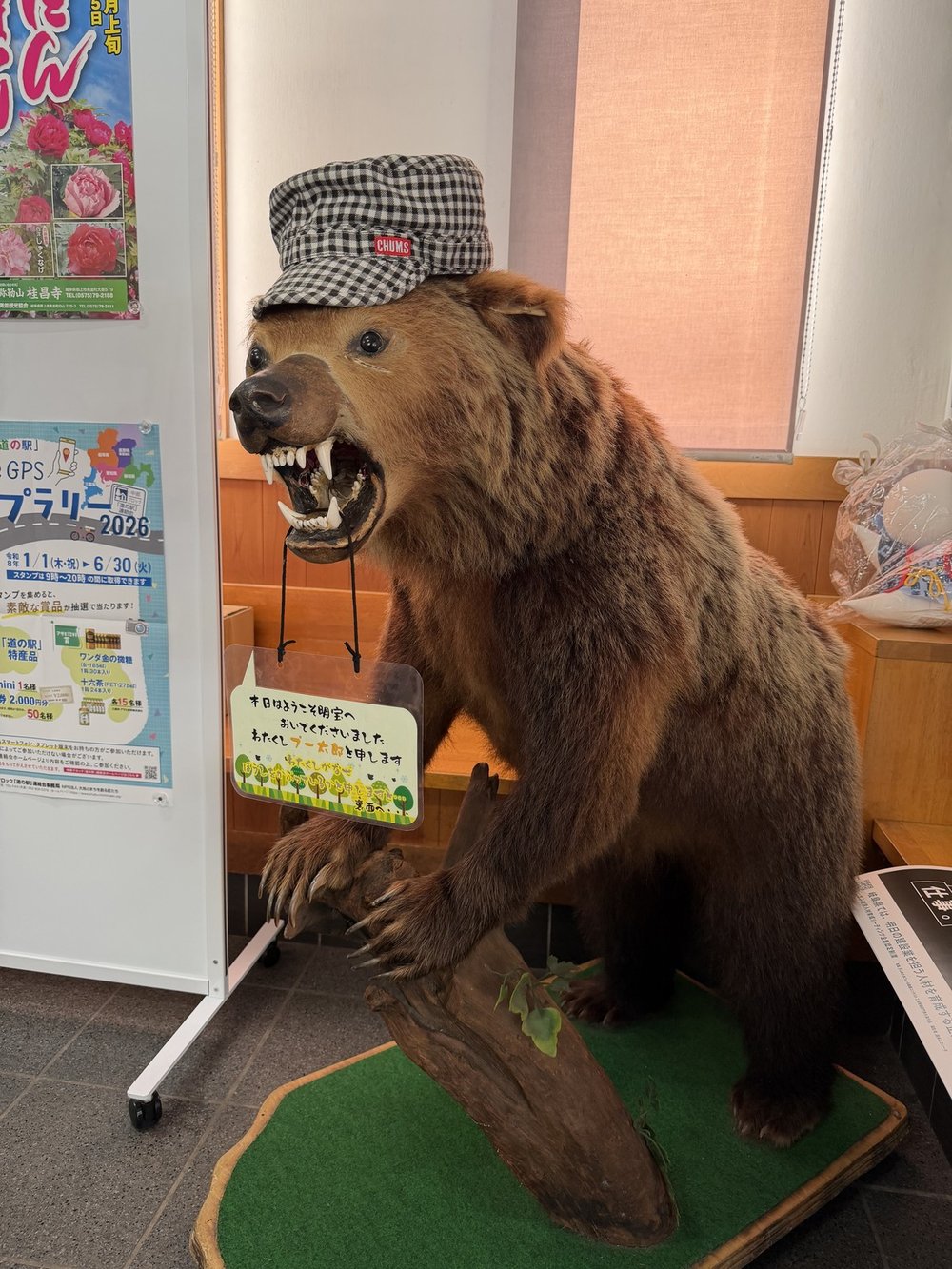 道の駅明宝の館内の毛が剥げたクマの剥製とCHUMSキャップ