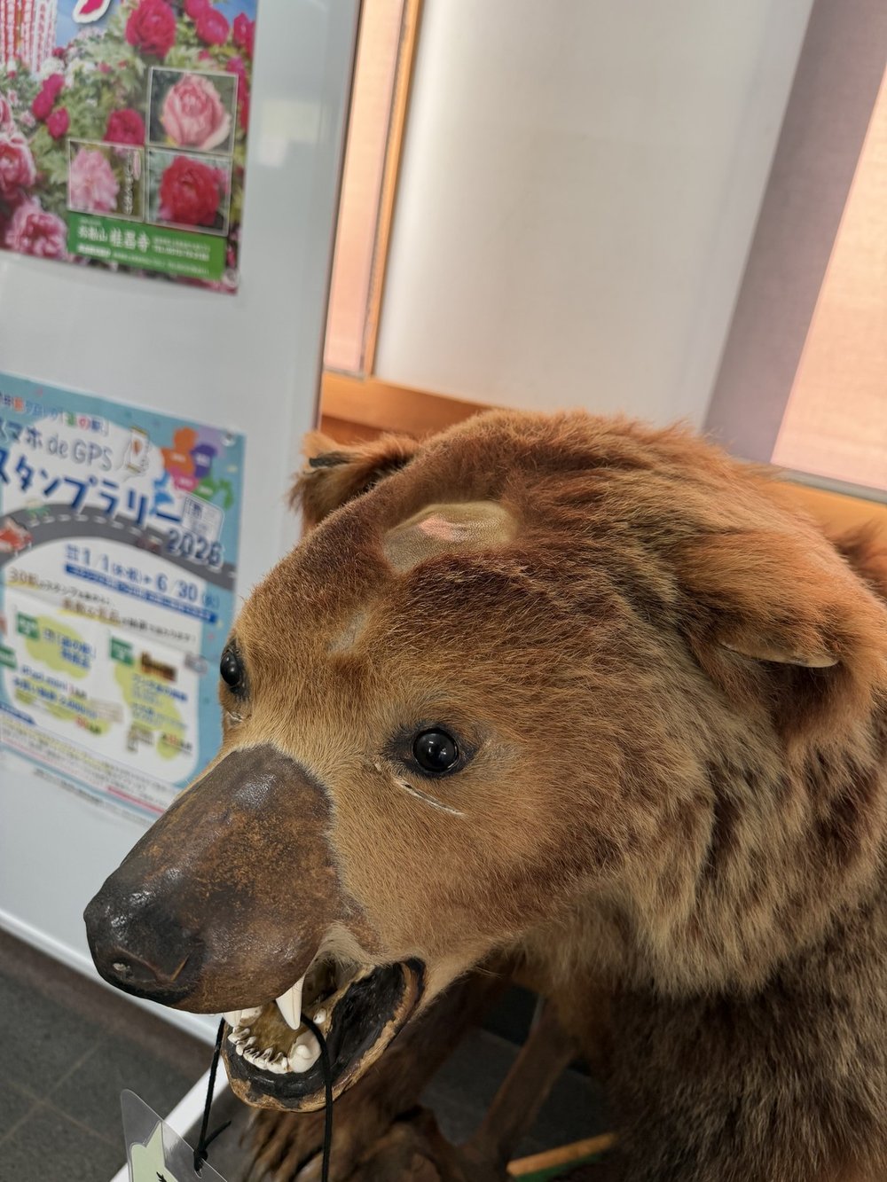 道の駅明宝のクマの剥製のアップ