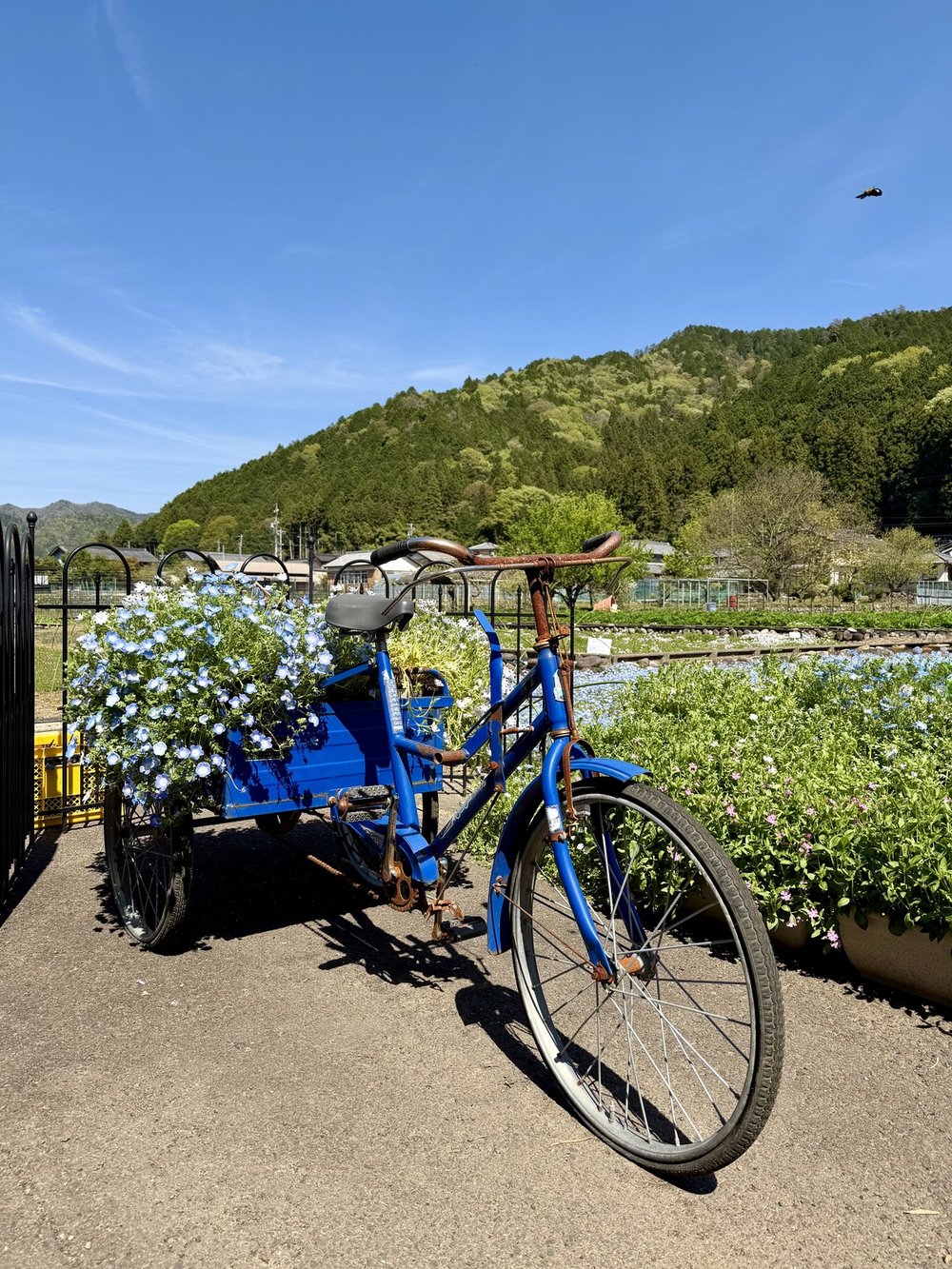 洲原ひまわりの里の青い自転車のオブジェ