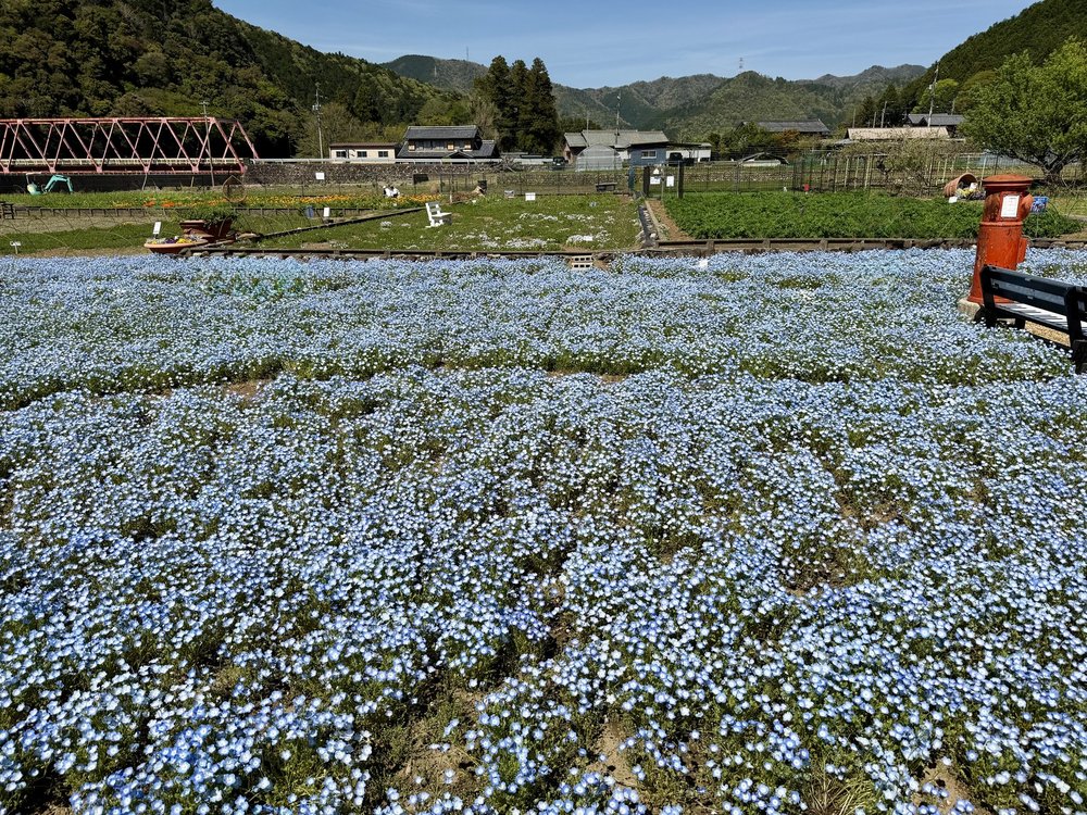 洲原ひまわりの里のネモフィラ畑と長良川鉄道の鉄橋