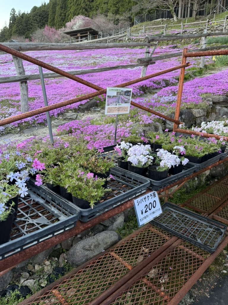 國田家の芝桜 シバザクラ苗 200円販売
