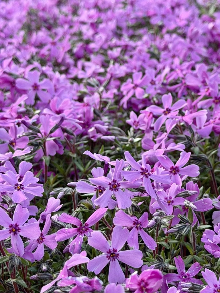 國田家の芝桜 ピンクの花のアップ