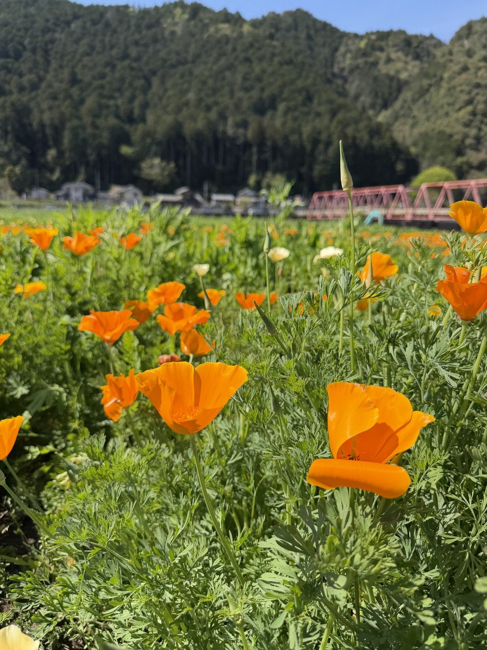 洲原ひまわりの里 オレンジのカリフォルニアポピー畑と長良川鉄道の鉄橋