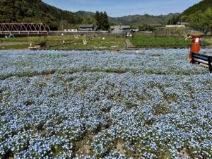 洲原ひまわりの里 ネモフィラ畑の全景と長良川鉄道の鉄橋