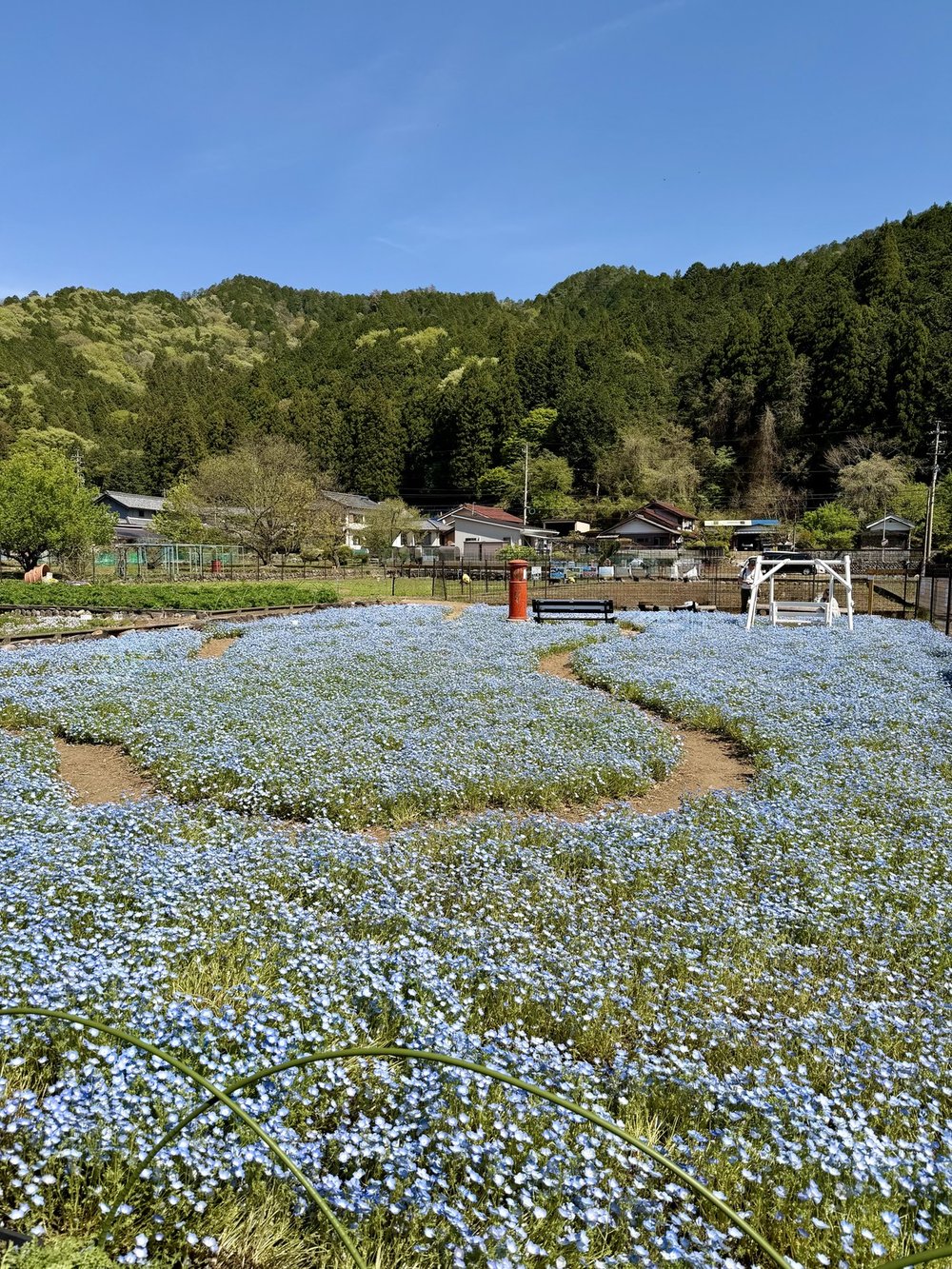 洲原ひまわりの里 ネモフィラ畑の縦長全景と赤いポスト