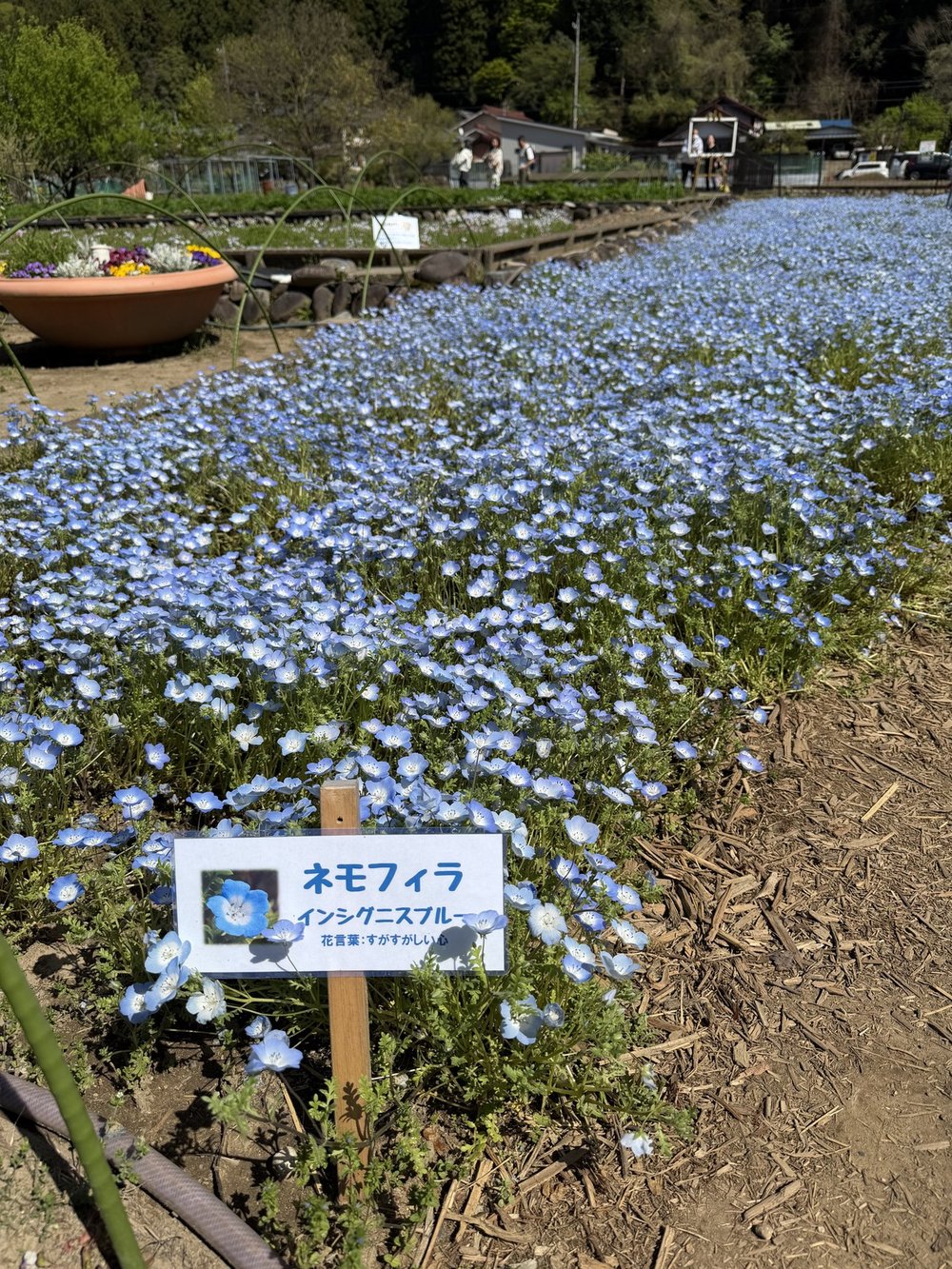 洲原ひまわりの里 ネモフィラ品種インシグニスブルーの看板