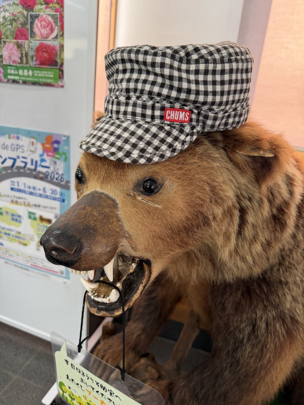 クマの剥製にCHUMSキャップを被せた演出