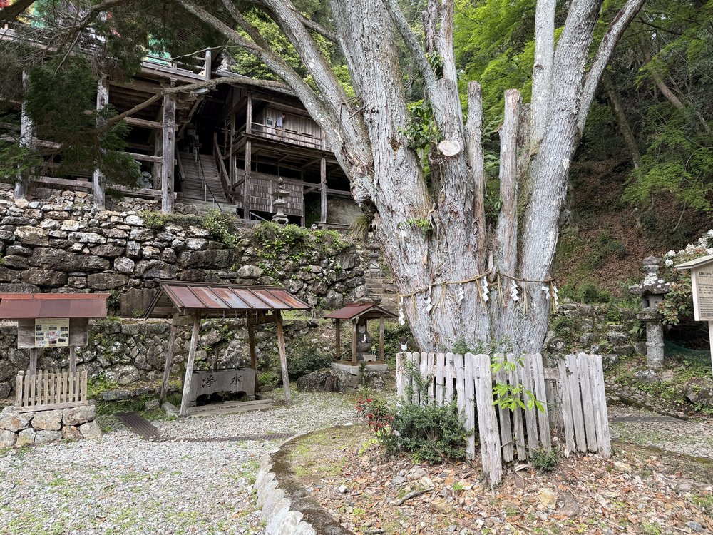 日龍峯寺の本堂と千本桧